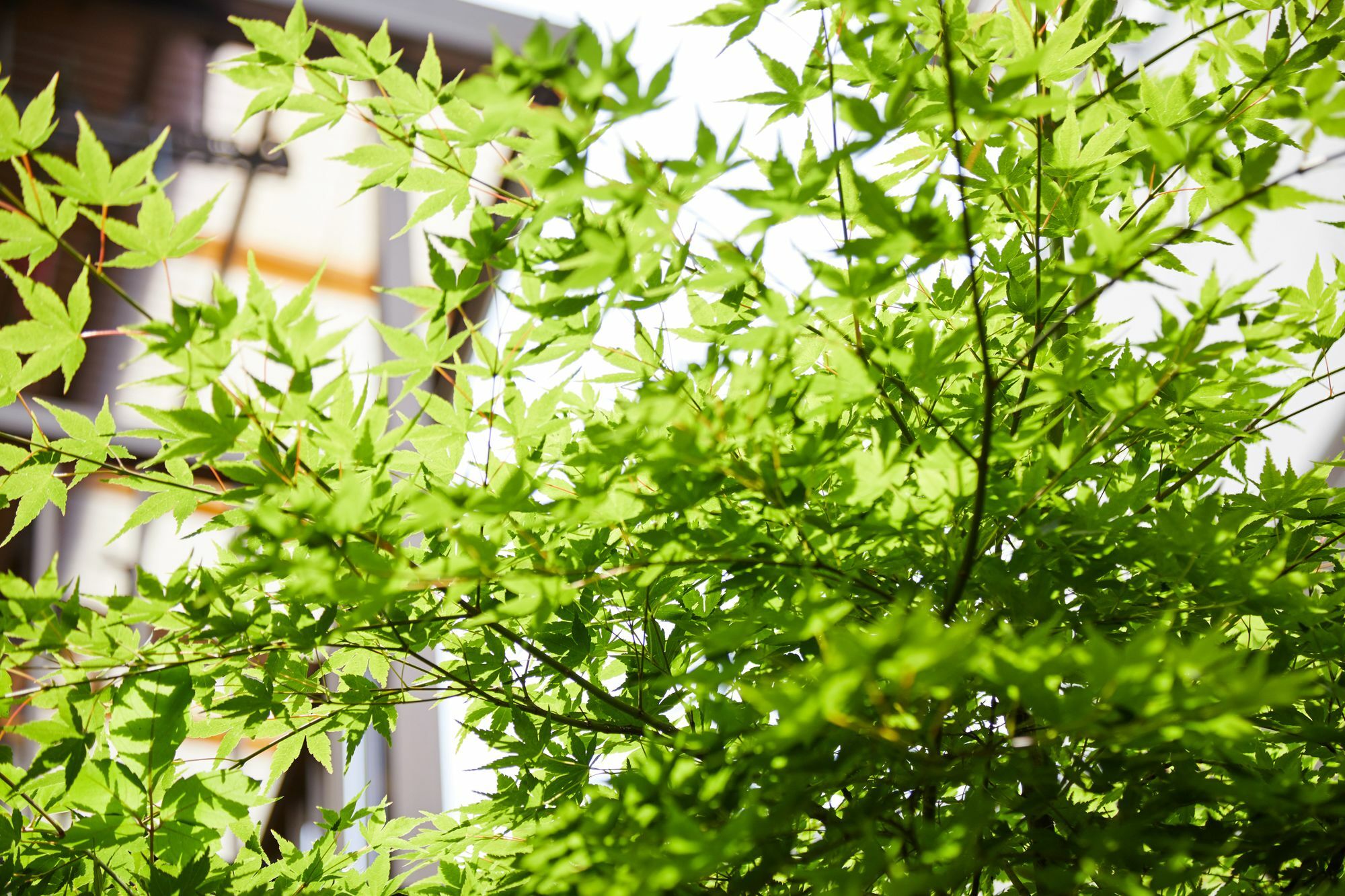 Tachibana An Villa Kyoto Exterior foto